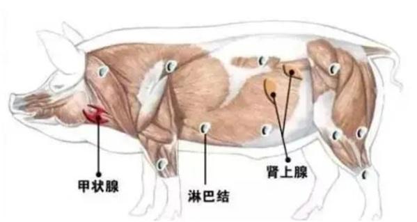 科普点亮“食安”这家菜市场里的食品药品科普站不一般→(图1)