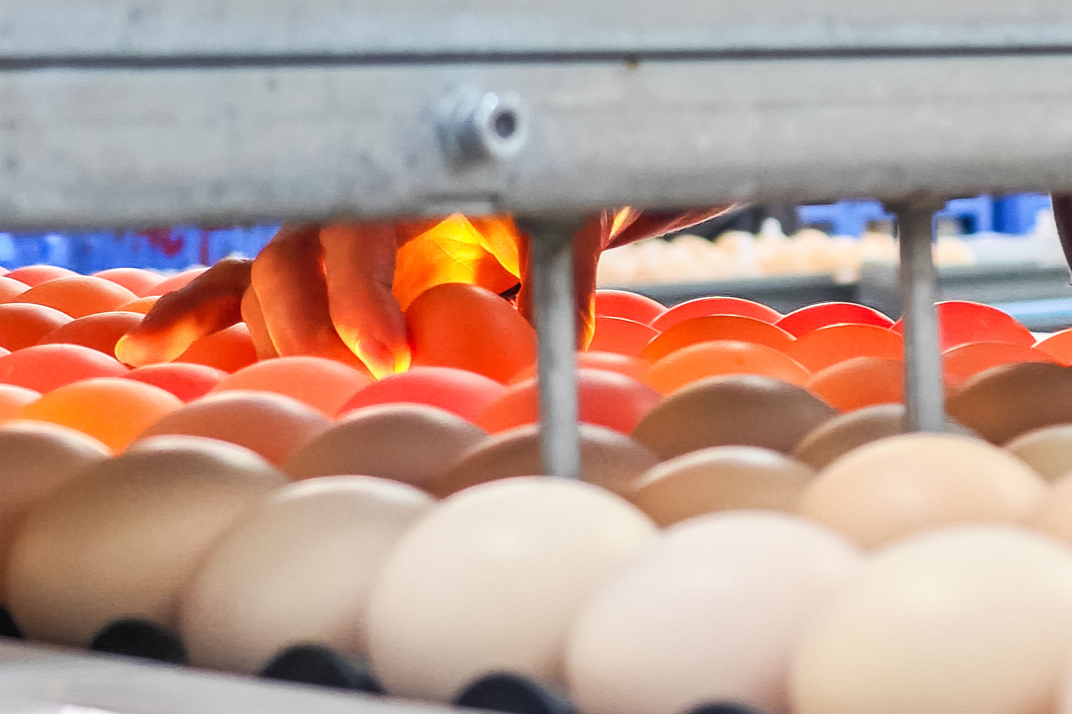 沸腾的“蛋黄”在说话——黄天鹅“色素门”事件反思(图1)